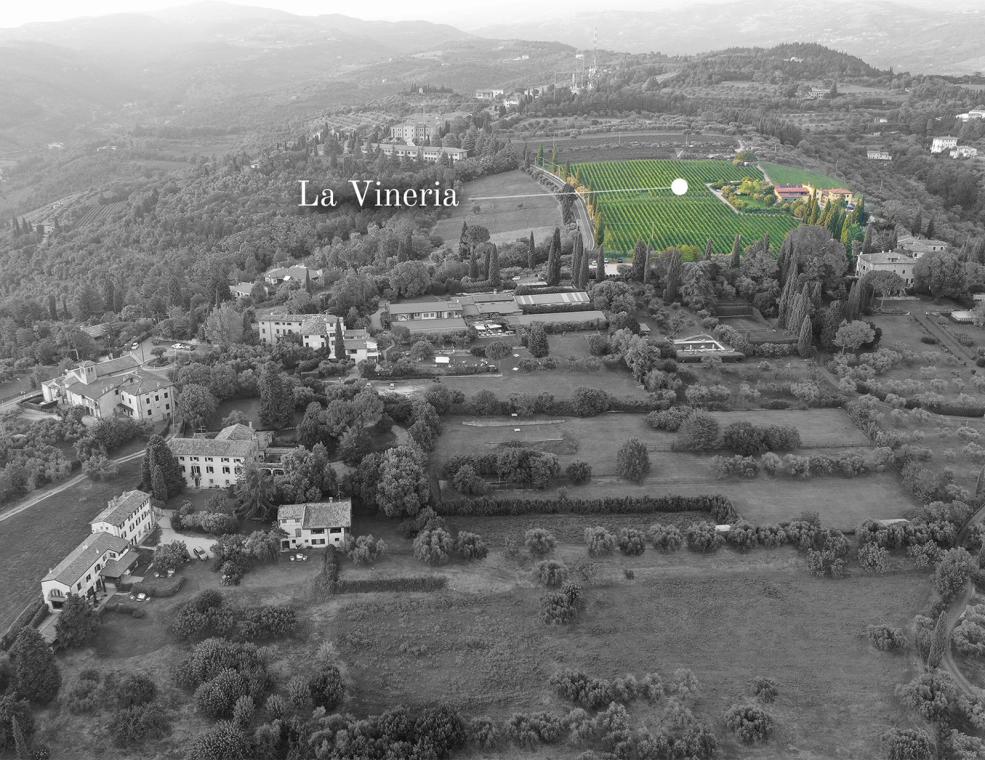 Vista aerea di una vigna colorata in un paesaggio in bianco e nero.